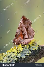 Attēlu rezultāti vaicājumam “Selenia dentaria”