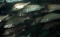 Image result for Argyrosomus inodorus