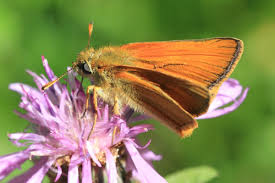 Attēlu rezultāti vaicājumam “Thymelicus sylvestris underside”