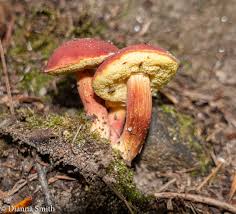 Attēlu rezultāti vaicājumam “Xerocomus rubellus”