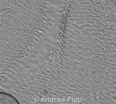 Attēlu rezultāti vaicājumam “Neckera pennata sporophyte”