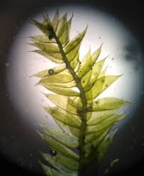 Attēlu rezultāti vaicājumam “Pseudotaxiphyllum elegans macro”