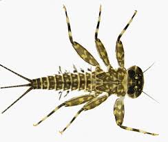 Attēlu rezultāti vaicājumam “Heptagenia sulphurea female”