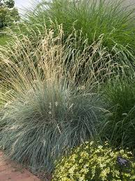 Attēlu rezultāti vaicājumam “Helictotrichon pubescens”