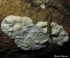 Attēlu rezultāti vaicājumam “Skeletocutis odora”