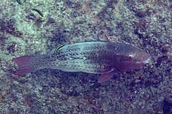 Image result for Scarus rubroviolaceus
