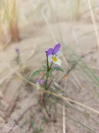 Attēlu rezultāti vaicājumam “Viola tricolor subsp. curtisii”