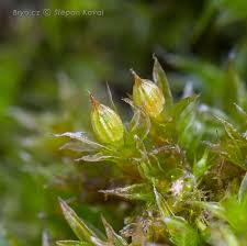 Attēlu rezultāti vaicājumam “Orthotrichum diaphanum”