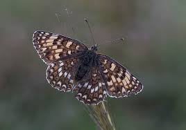 Attēlu rezultāti vaicājumam “Melitaea phoebe”