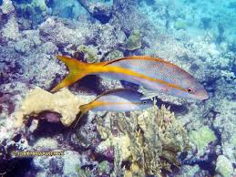 Image result for Ocyurus chrysurus