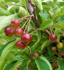 Attēlu rezultāti vaicājumam “Malus baccata fruit”