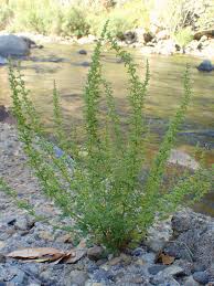 Image result for Chenopodium botrys