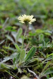 Attēlu rezultāti vaicājumam “Pilosella officinarum flower”