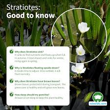 Attēlu rezultāti vaicājumam “Stratiotes aloides flower”