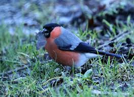 Attēlu rezultāti vaicājumam “Pyrrhula pyrrhula male”