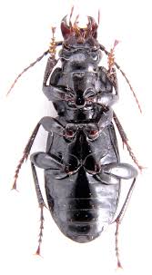 Attēlu rezultāti vaicājumam “Pterostichus melanarius”