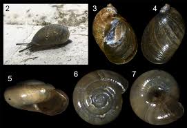 Attēlu rezultāti vaicājumam “Succinea”