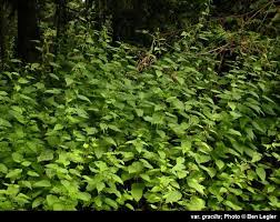 Attēlu rezultāti vaicājumam “Urtica dioica”