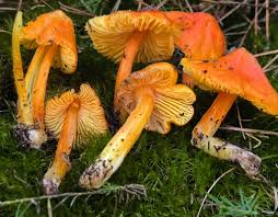 Attēlu rezultāti vaicājumam “Hygrocybe acutoconica”