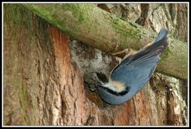 Attēlu rezultāti vaicājumam “Sitta europaea nest”