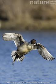 Attēlu rezultāti vaicājumam “Anas acuta male”