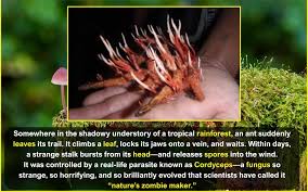 Attēlu rezultāti vaicājumam “Cordyceps polyarthra”