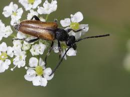 Attēlu rezultāti vaicājumam “Pseudovadonia livida”