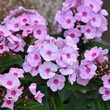 Image result for Phlox paniculata `Sweet Summer`