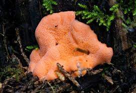 Attēlu rezultāti vaicājumam “Fuligo septica cf. septica macro”