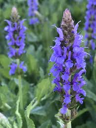Attēlu rezultāti vaicājumam “Salvia nemorosa”