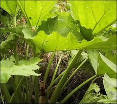 Attēlu rezultāti vaicājumam “Rheum rhabarbarum”