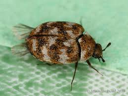 Attēlu rezultāti vaicājumam “Anthrenus verbasci”