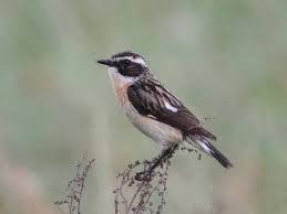 Attēlu rezultāti vaicājumam “Saxicola rubetra”