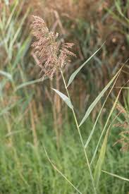 Attēlu rezultāti vaicājumam “Phragmites communis fruit”