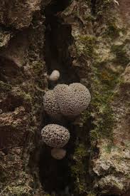 Attēlu rezultāti vaicājumam “Phleogena faginea”