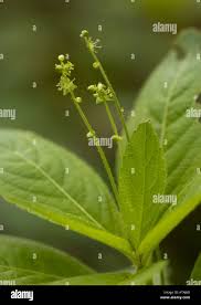 Attēlu rezultāti vaicājumam “Mercurialis perennis bud”