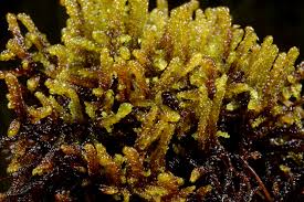 Attēlu rezultāti vaicājumam “Scorpidium scorpioides”