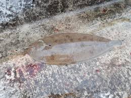 Image result for Blackpool Boat Angling Club