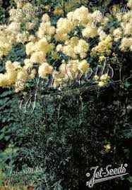 Attēlu rezultāti vaicājumam “Thalictrum lucidum flower”