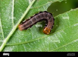 Attēlu rezultāti vaicājumam “Eupsilia transversa”