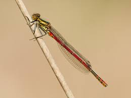 Attēlu rezultāti vaicājumam “Pyrrhosoma nymphula”