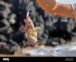 Image result for Epinephelus adscensionis