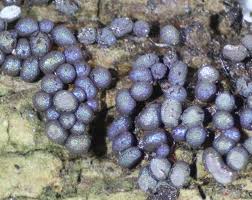 Attēlu rezultāti vaicājumam “Badhamia panicea”