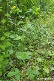 Attēlu rezultāti vaicājumam “Potentilla norvegica flower”