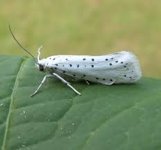 Attēlu rezultāti vaicājumam “Yponomeuta malinellus / cagnagella larva”