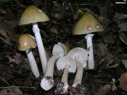 Attēlu rezultāti vaicājumam “Amanita rubescens”