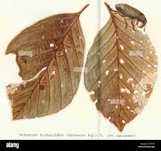 Attēlu rezultāti vaicājumam “Rhynchaenus lonicerae”