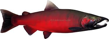 Image result for Oncorhynchus kisutch