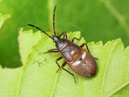 Attēlu rezultāti vaicājumam “Gastrodes grossipes”