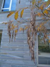 Attēlu rezultāti vaicājumam “Cladrastis kentukea”